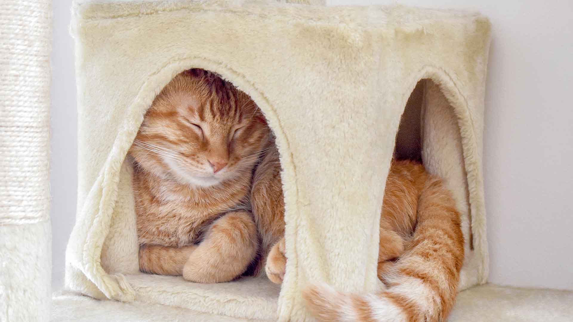 Kedi Evi Seçerken Nelere Dikkat Edilmeli?