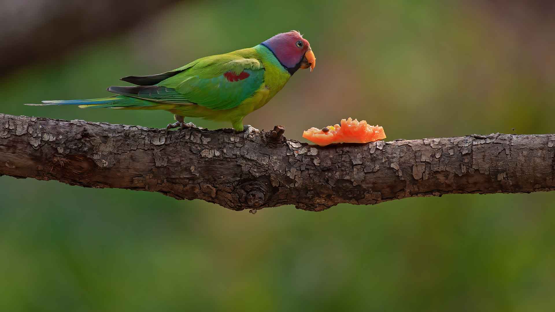 Meyve Papağanı / Eclectus Parrot
