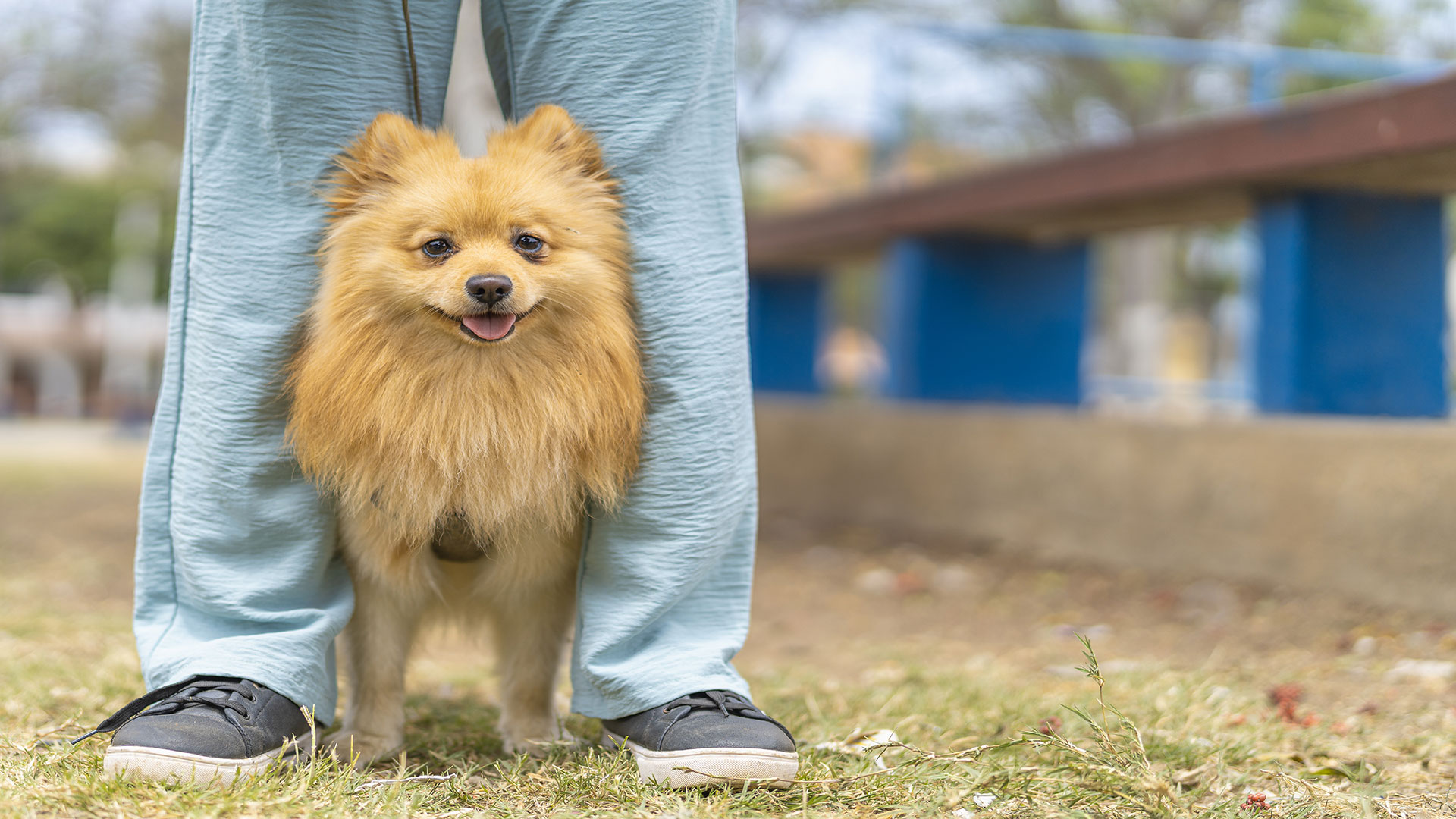 Pomeranian Cinsi Köpekler İçin Bakım Rehberi: Minik Patilerle Büyük Sorumluluk