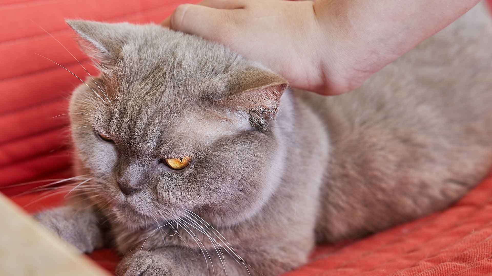 Kedilerde Strese Ne Sebep Olur? Belirtiler ve Çözümler
