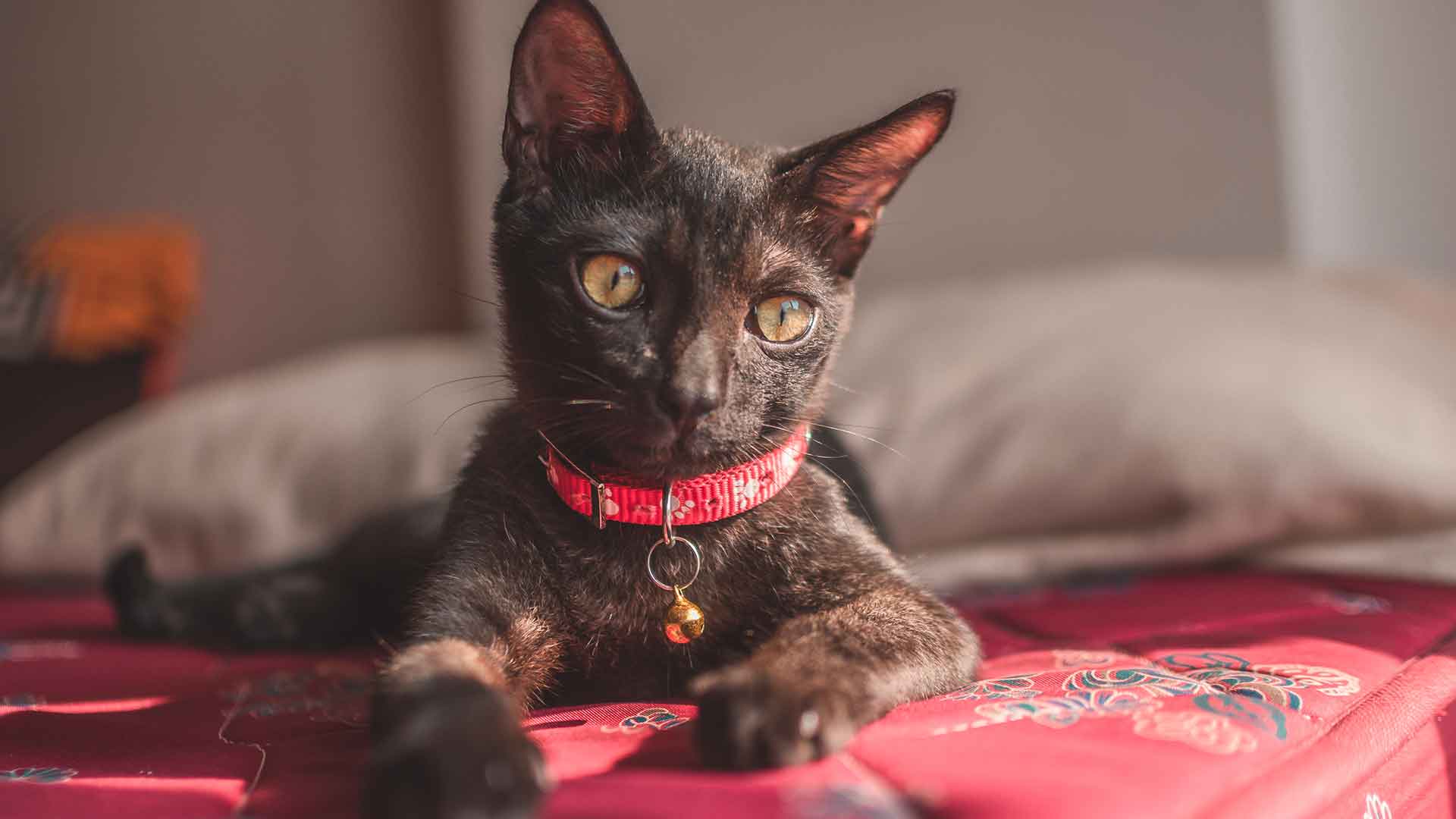 Oriental Shorthair