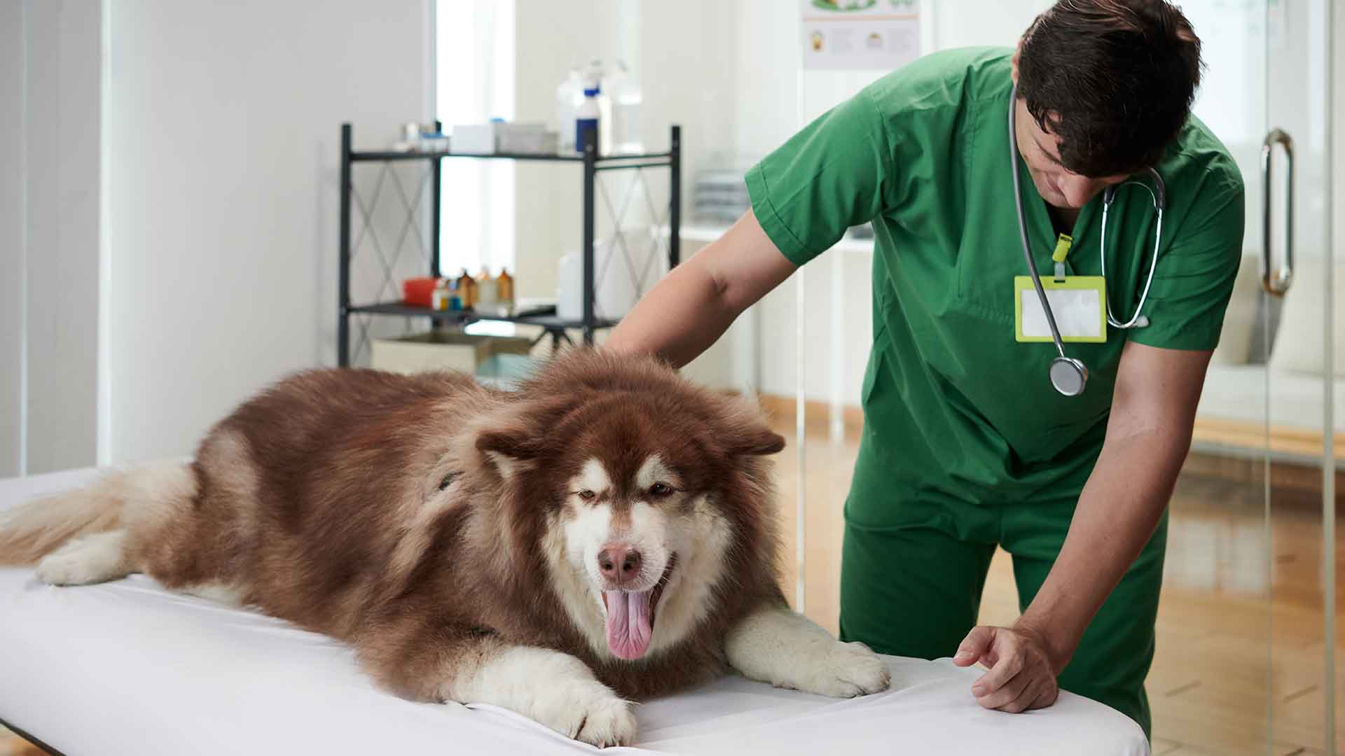Köpeğinizin Sağlıklı Olup Olmadığını Nasıl Anlarsınız? Belirtiler ve Uyarılar
