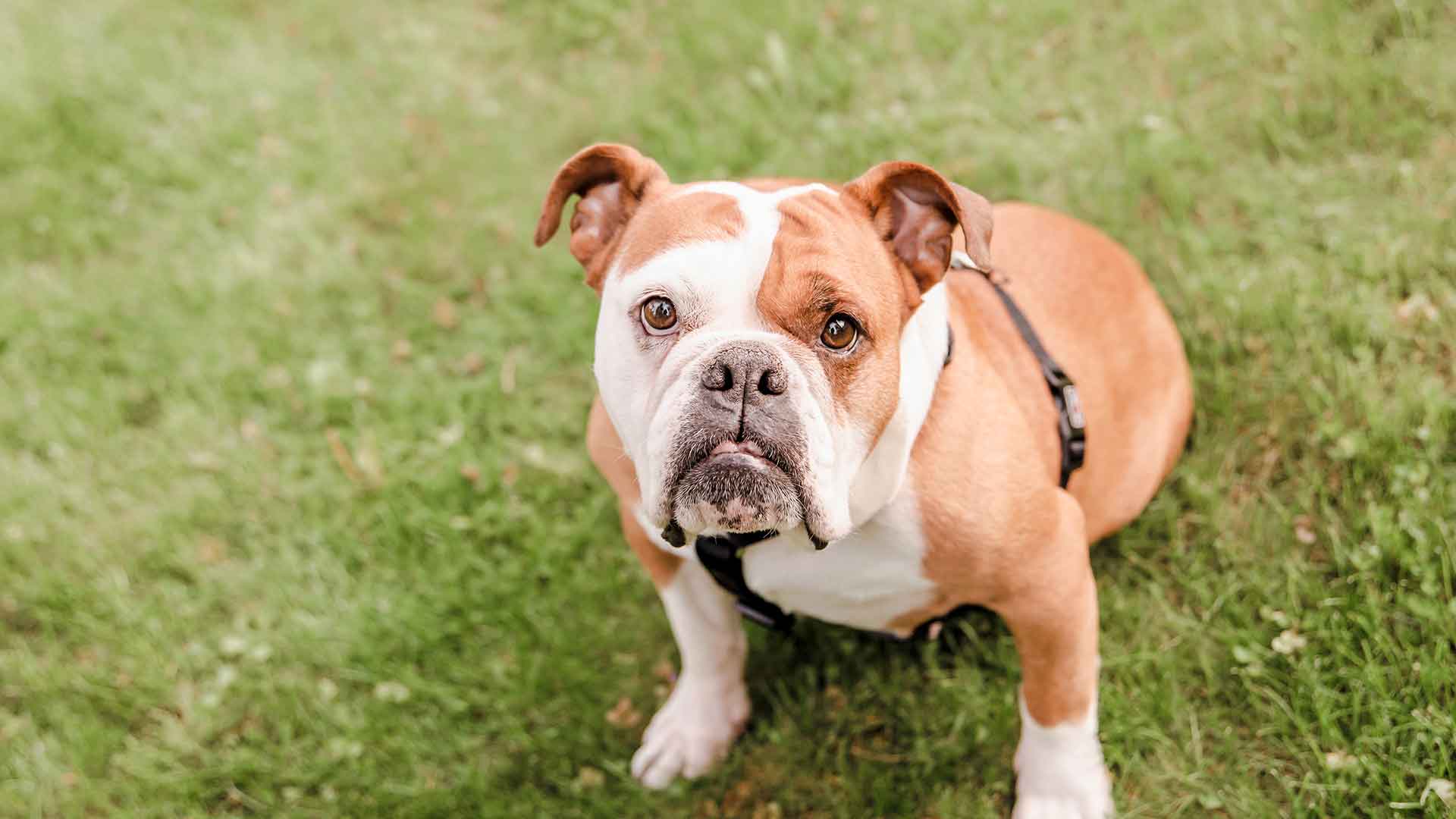 Bulldog