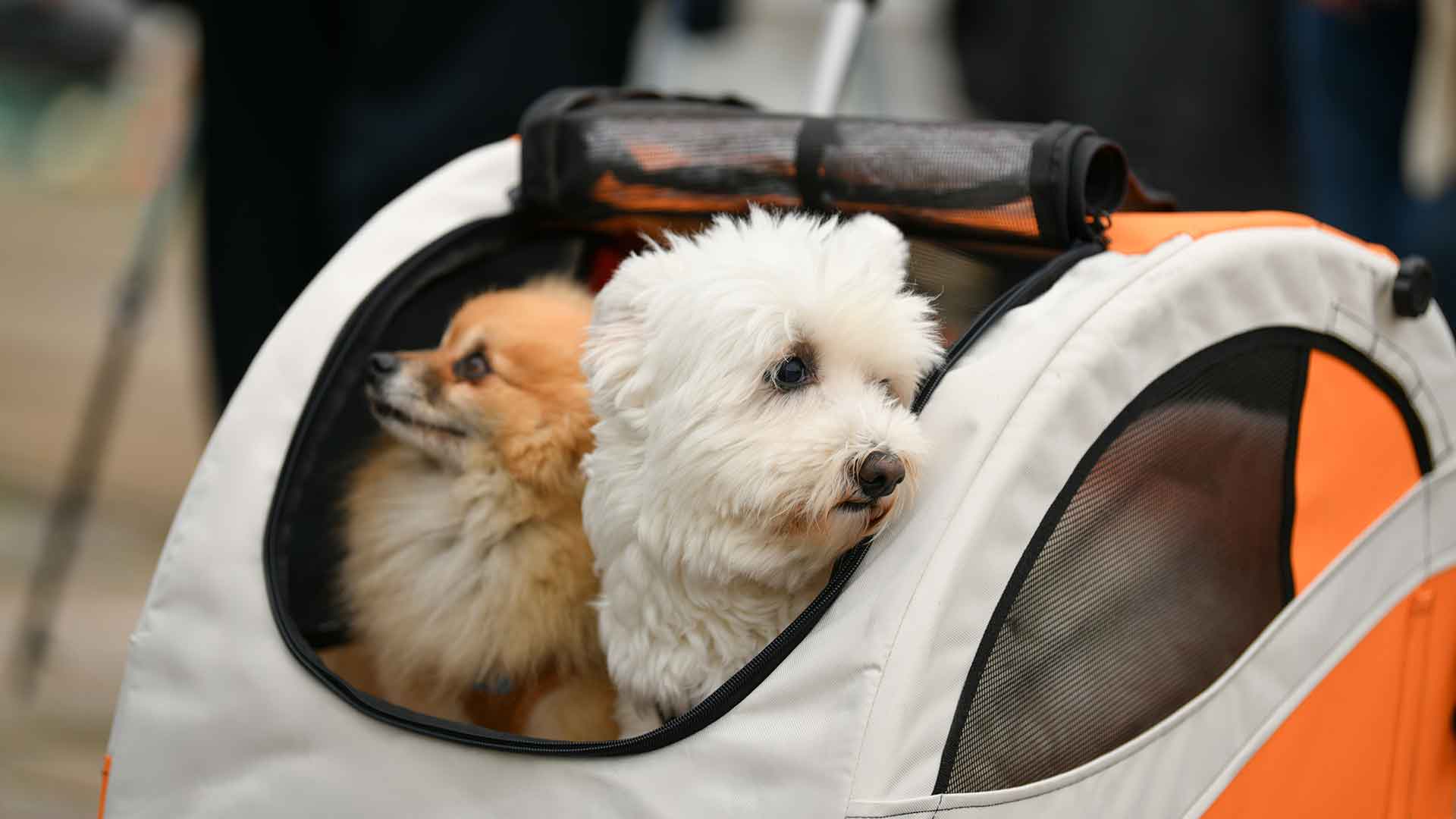 Köpeğinizle Seyahat İçin Gerekli Ekipmanlar ve Hazırlık Listesi