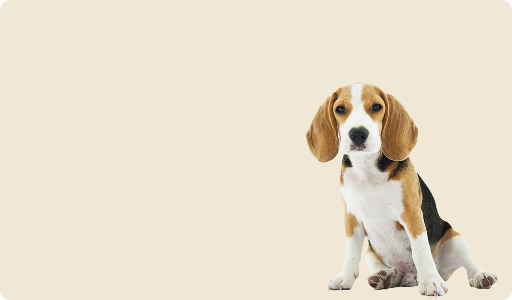 Köpek