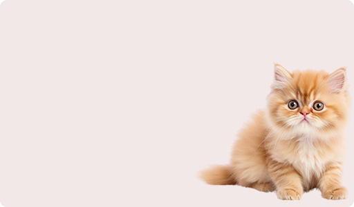 Kedi